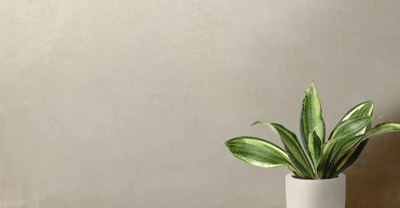 Pianta in vaso su sfondo con tinteggiatura a calce.